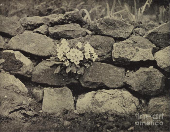 Flower in a crannied wall