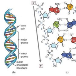 Dna helix bases bonds hydrogen strands anatomy physiology