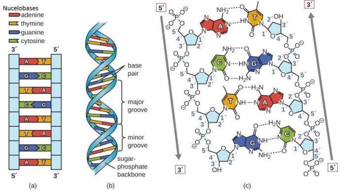 Dna helix bases bonds hydrogen strands anatomy physiology