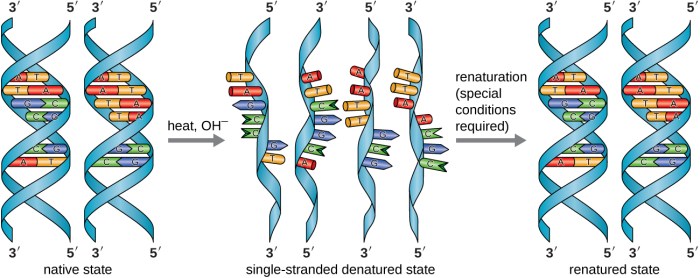 Label the steps and components of the polymerase chain reaction