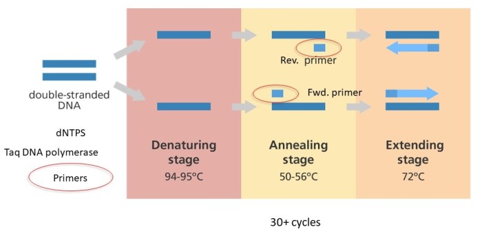 Label the steps and components of the polymerase chain reaction