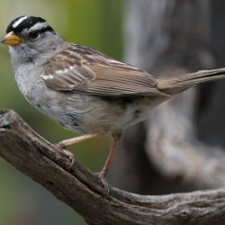 Bird identification small birds of the pacific northwest