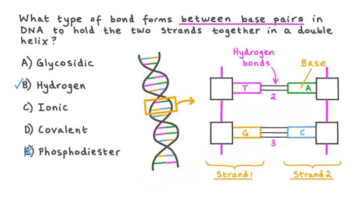 Dna structure replication biology orientation ap organisms universe diagram review molecule phosphate each link unicellular protein ppt formed synthesis